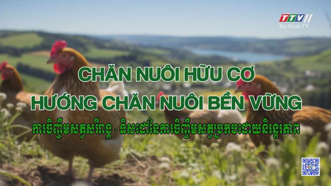 Chăn nuôi hữu cơ - hướng chăn nuôi bền vững | NÔNG NGHIỆP TÂY NINH | TayNinhTVToday